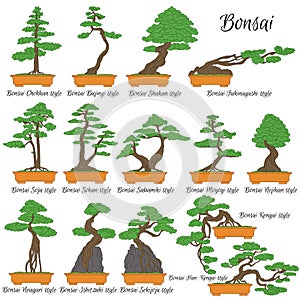 Bonsai. Different styles of miniature trees.