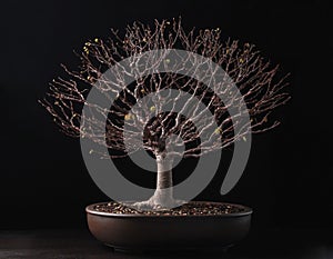 Bonsai elm