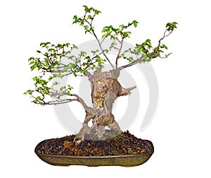 Bonsai Elm (Ulmaceae)