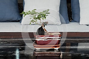 Bonsai is expensive dwarf tree. Potted plant in Japanese style for decorate in living room. Luxurious zen houseplant. Tree