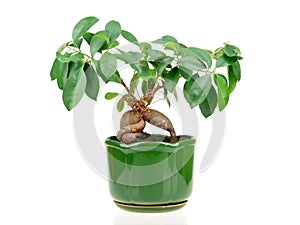 Bonsai ficus