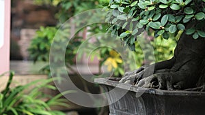 Bonsai of Ficus Malacocarpa photo