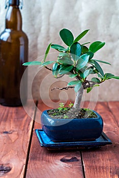 Bonsai ficus panda in a blue pot on a wooden table in the interior