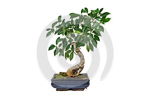 Bonsai, Ficus retusa, In a marble pot, in isolation. Indoor plant