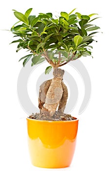 Bonsai ficus tree