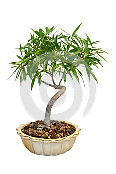 Bonsai Ficus Tree