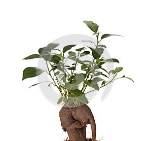 Bonsai Ficus Tree