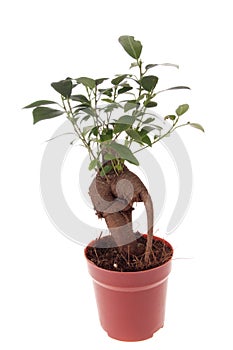 Bonsai Ficus Tree
