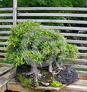 Bonsai ficus tree