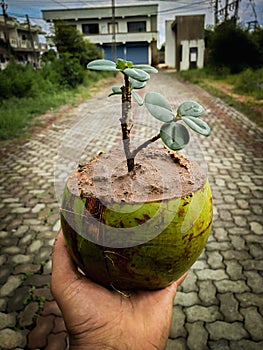Bonsai of ficus tree in coconut