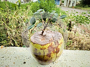 Bonsai of ficus tree in coconut