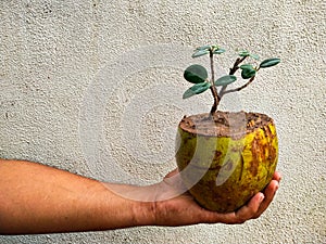 Bonsai of ficus tree in coconut