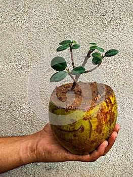 Bonsai of ficus tree in coconut