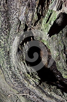 Bonsai-Ficus virens