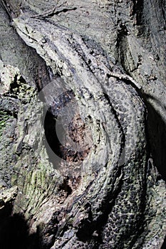 Bonsai-Ficus virens