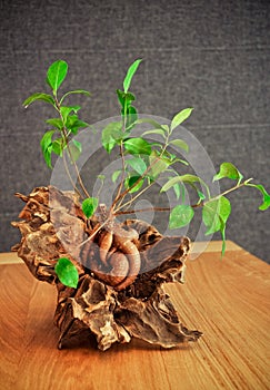 Bonsai fig tree planted in the old root
