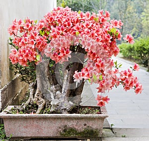 a bonsai of flowers