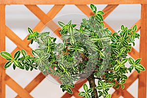 Bonsai Foliage