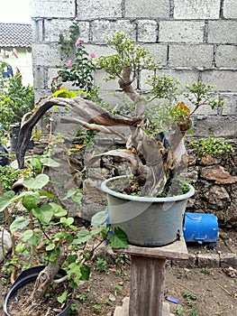 Bonsai fossil