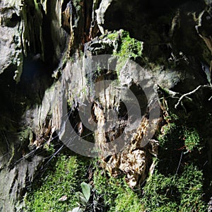 Bonsai-Fraxinus hupehensis 1