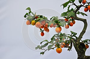 Bonsai Fruit Tree
