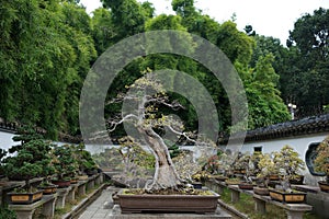 Bonsai garden photo