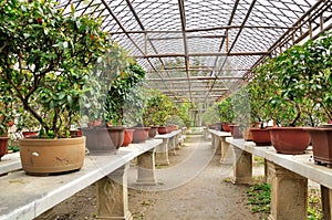 Bonsai Garden in Humble Administrator's Garden