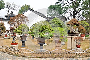 Bonsai Garden in Humble Administrator's Garden