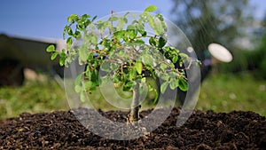 Bonsai Gardening Concept. Summer rain waters plant in sunlight. Gardener waters small green bonsai tree growing in