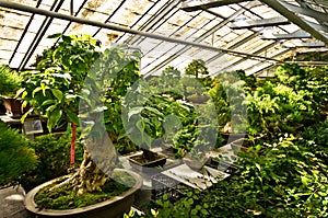 Bonsai greenhouse in Walbrzych, Poland