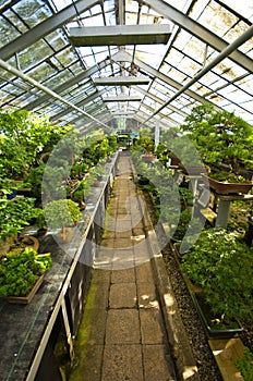 Bonsai greenhouse in Walbrzych, Poland