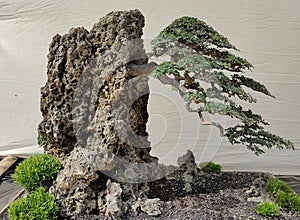 Bonsai that has been shaped in such a way and is contested