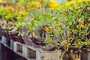 bonsai in honor of the Vietnamese new year. Lunar new year flower market. Chinese New Year. Tet