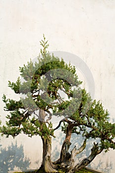 Bonsai at The Humble Administrator Garden, Suzhou