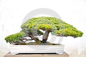 Bonsai in Humble Administrator's Garden