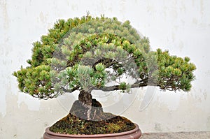 Bonsai in Humble Administrator's Garden