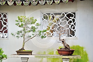 Bonsai in Humble Administrator's Garden