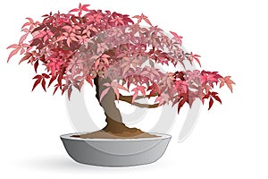 Bonsai of japanese maple