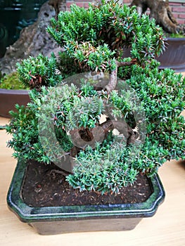 Bonsai photo