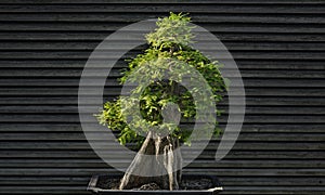 Bonsai Juniper Tree