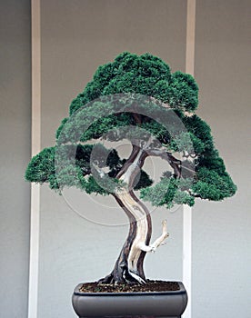 Bonsai juniperus chinensis photo