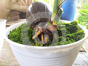 Bonsai kelapa mini hybrid hiasan