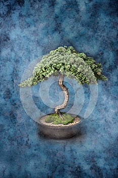 Bonsai Knowledge Wisdom Tree