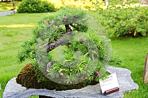 Bonsai larch