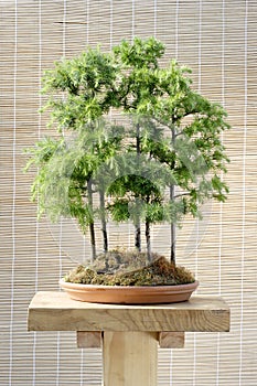 Bonsai larch trees