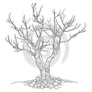Outline leafless deciduous tree in black isolated on white background.
