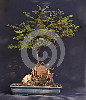 Bonsai ligustrum
