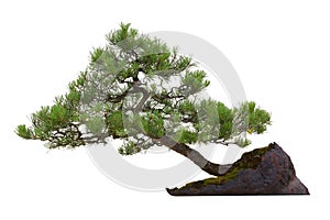 Bonsai - a little home tree