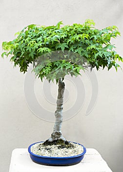 Bonsai Maple Tree