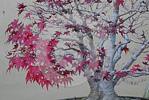 Bonsai maple tree in autumn foliage